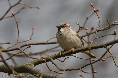 Huismus / House Sparrow