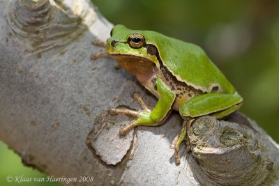Turkse boomkikker / Lemon-yellow Tree Frog
