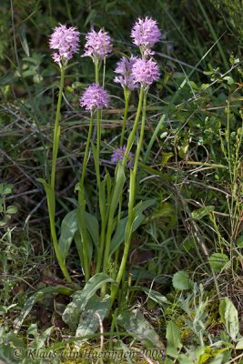 Drietandorchis - Three-toothed orchid - Orchis tridentata