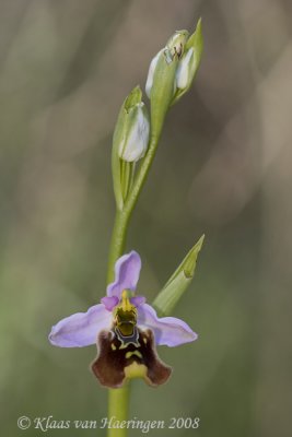 Hommelorchis - Late Spider Orchid - Ophrys holoserica