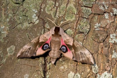 Pauwoogpijlstaart / Eyed Hawk-moth