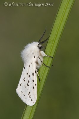 Witte tijger - White Ermine - Spilosoma lubricipeda