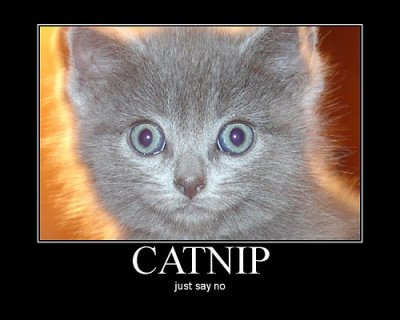 catnipsayno