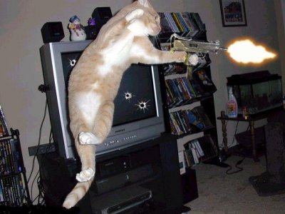 shoot.jpg