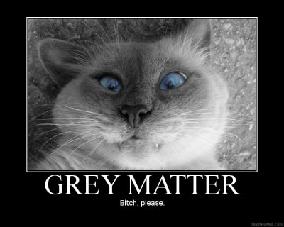 greymatter.jpg