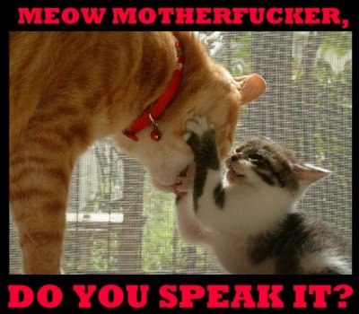 meowmotherfucker.jpg