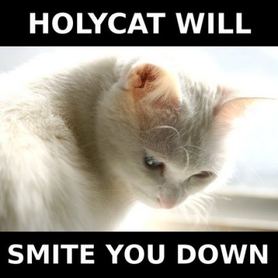 holy cat.jpg