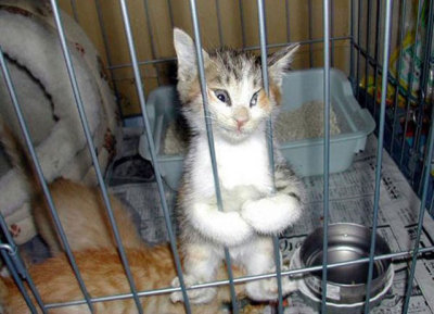 jailkittyblank.jpg