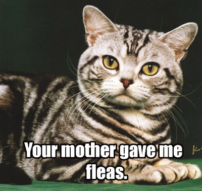 Tabby1-DomesticCat-Closeupcopy.jpg