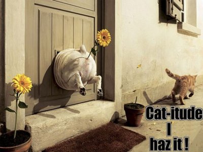 Cm-catitude.jpg