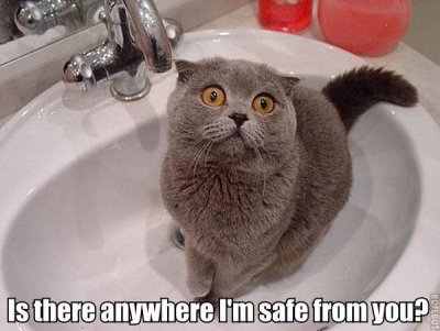 hiding_in_sink1.jpg