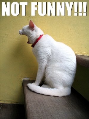 notfunnycat.jpg