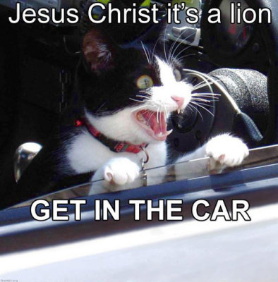 jesus_christ_its_a_lion.jpg