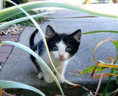tux kitten.jpg