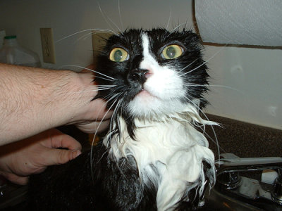 wetcatahnd.jpg