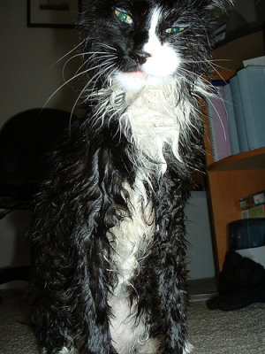 wetcat.jpg