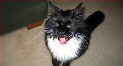 ANON TUX CAT.jpg