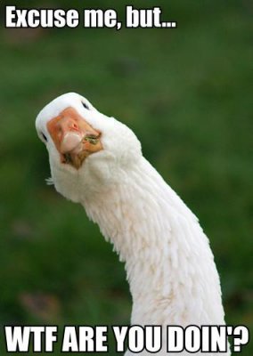 goose2.jpg