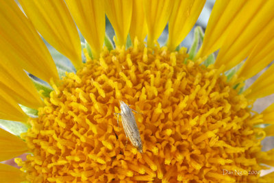 Some Yellow Composite with a Some Small Bug
