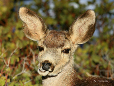 Oh Deer!...Lockjaw