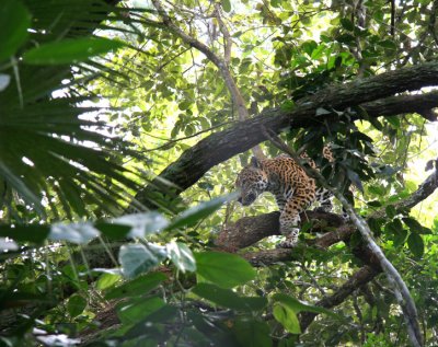 Spotted Jaguar - Belize Zoo