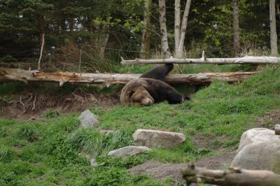 Sleepy Grizzly Bear