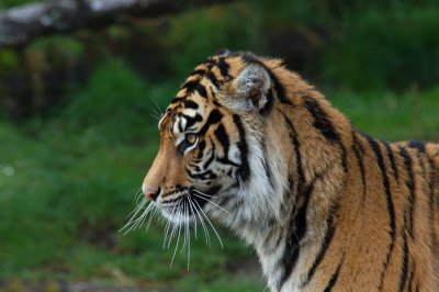 Sumatran Tiger Profile