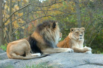 Lion and Lioness