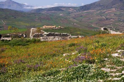 7468_Segesta.jpg