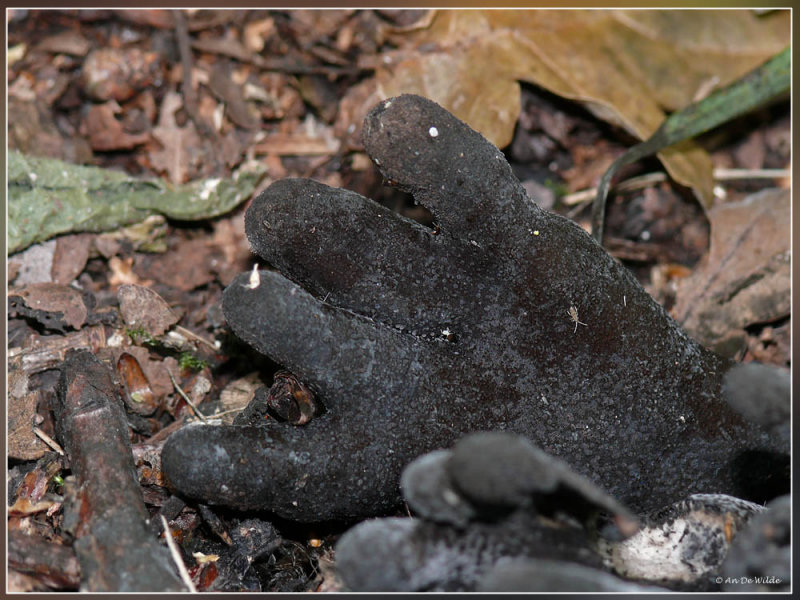 Houtknotszwam - Xylaria polymorpha