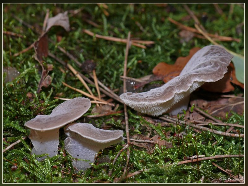 Stekeltrilzwam - Pseudohydnum gelatinosum