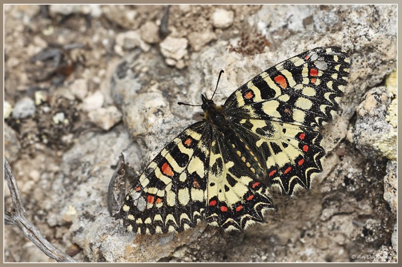 Spaanse pijpbloemvlinder - Zerynthia rumina