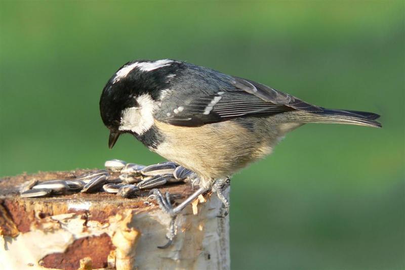 zwarte mees (parus ater)