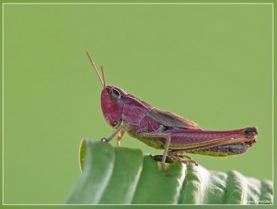 roze krasser - Chirthippus parallelus