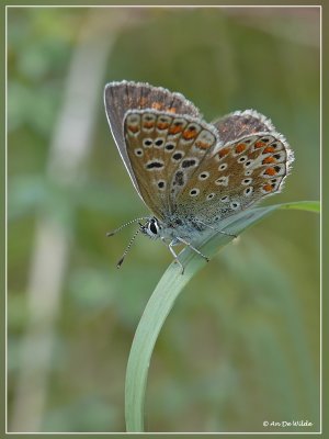 Icarusblauwtje - Polyommatus icarus