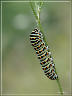 rups koninginnepage - Papilio machaon
