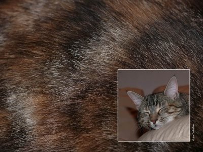Skin or fur