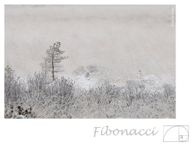 Fibonacci