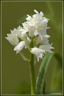 (witte) wilde hyacint