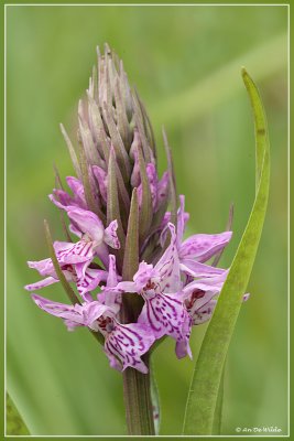 Bosorchis  - Dactylorhiza fuchsii