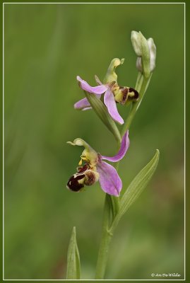 Bijenorchis - Ophrys apifera