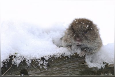 Aardmuis - Microtus agrestis ?