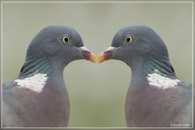 Houtduif - Columba palumbus
