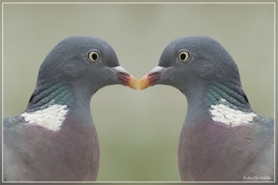 Houtduif - Columba palumbus