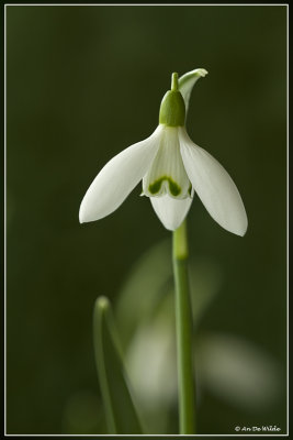 gewoon sneeuwklokje - Galanthus nivalis