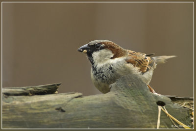 Huismus - Passer domesticus