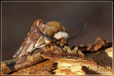 Gevlamde vlinder - Endromis versicolora