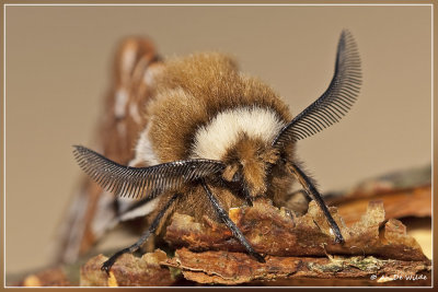 Gevlamde vlinder - Endromis versicolora