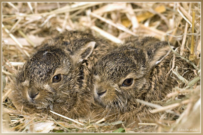 baby haasjes