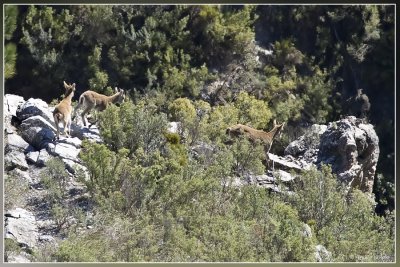 Iberische Steenbok (Cabra Montes)